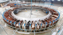 Производство товарного молока выросло на 3,4%