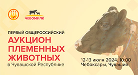 Первый общероссийский аукцион племенных животных. Продать или купить животное можно будет в Чувашии 13 июля